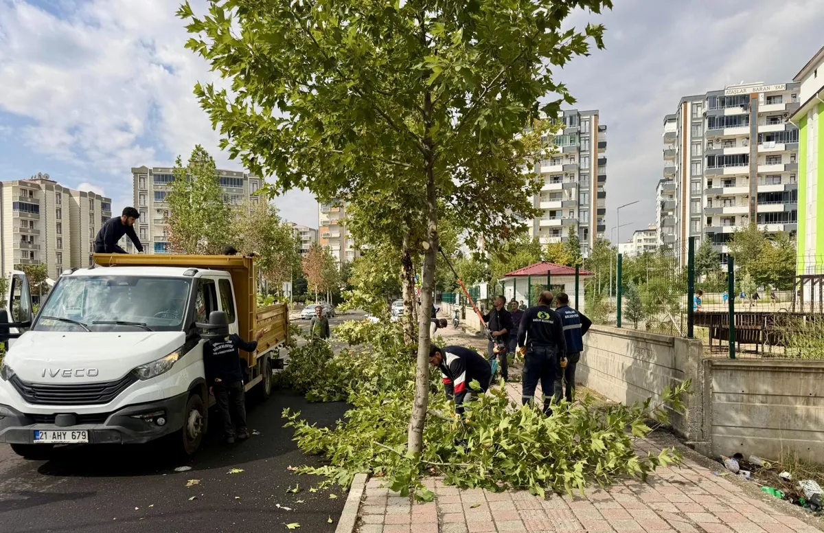 Ağaçların sağlığı ve kaldırım güvenliği için  budama yapıldı 
