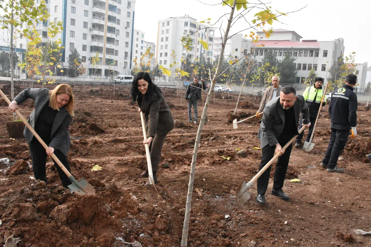 150 çınar ağacı toprakla buluştu