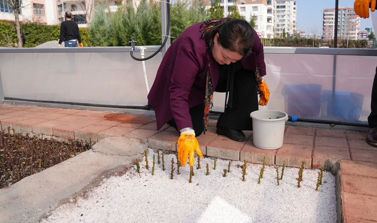 Bağlar Belediyesi kendi serasında gül ve çelik üretimine başladı