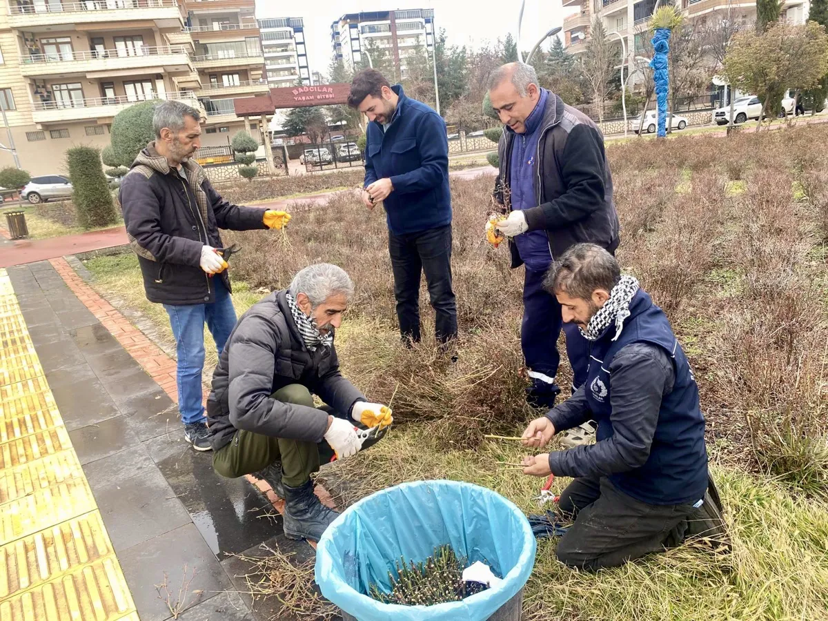 Serada bahar hazırlığı: 10 bin gül çeliği çoğaltılıyor