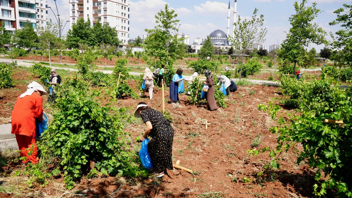 Bağ Bozumu buluşmasına hazırlık yapılıyor